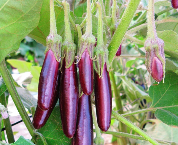 Eggplant